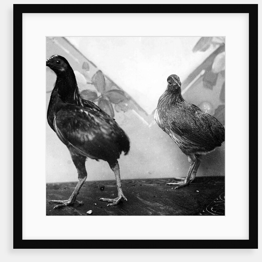 Manx bantams by George Bellett Cowen